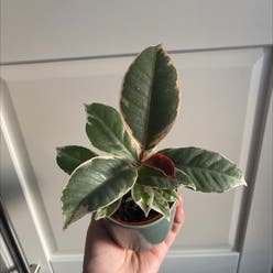 Variegated Rubber Tree plant