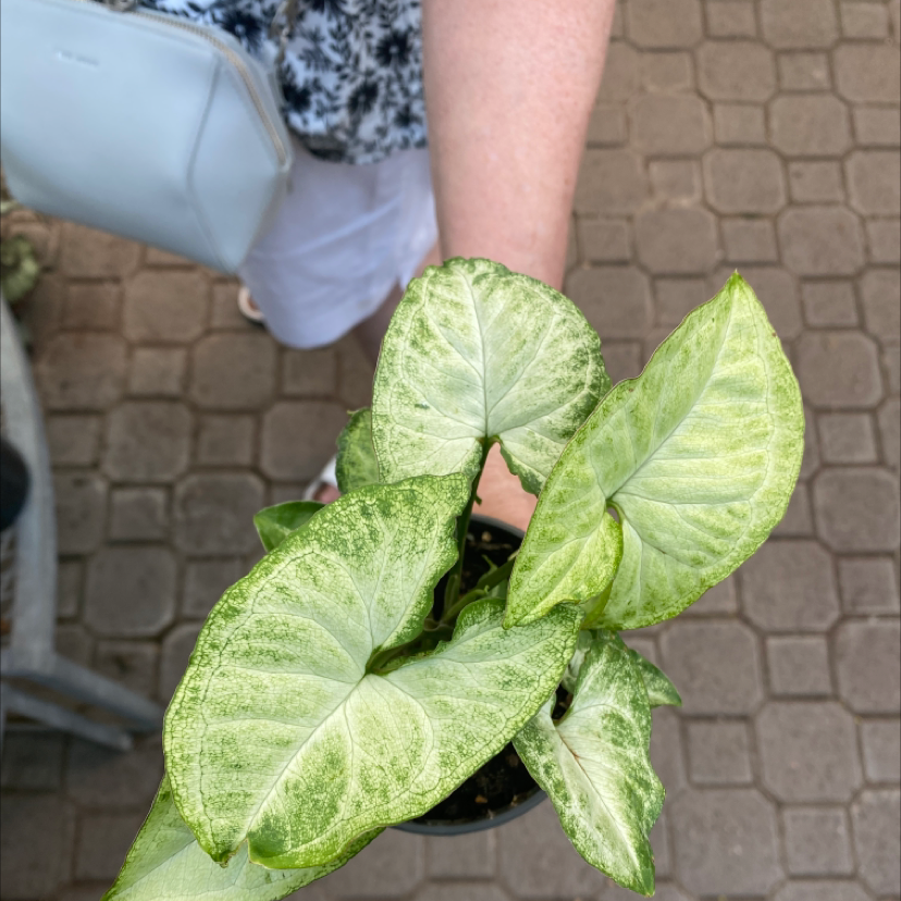 Syngonium 'White Butterfly' plant with healthy leaves being held by a person.
