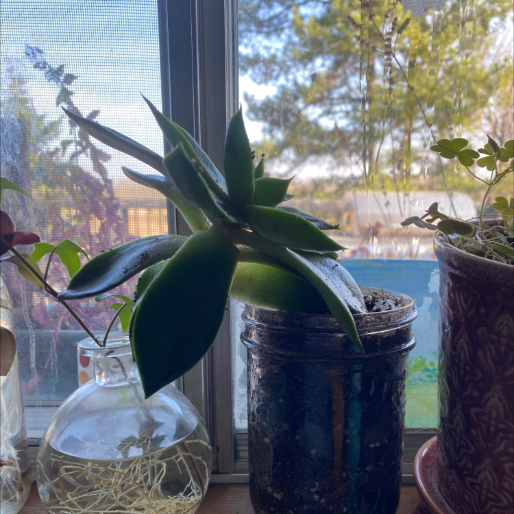Lipstick Echeveria plant photo by @Rat__teeth named Loctus on Greg, the plant care app.