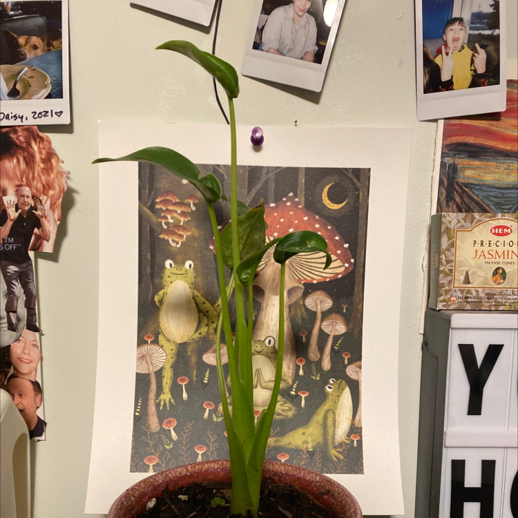 Tiny Dancer plant photo by @Rat__teeth named Tiny Dancer on Greg, the plant care app.
