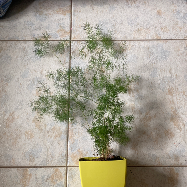 Ming Fern plant photo by @Rat__teeth named Madonna on Greg, the plant care app.