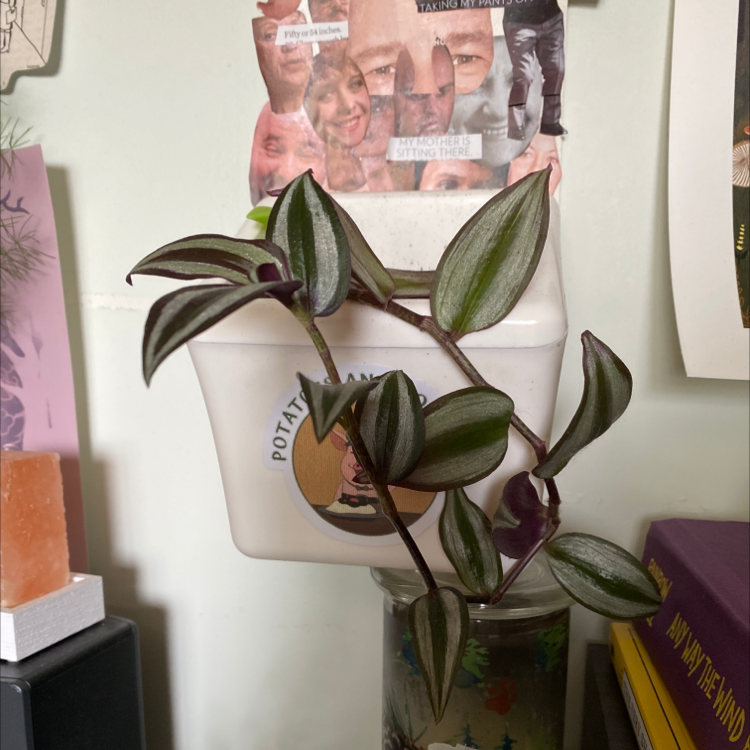 Spiderwort plant photo by @Rat__teeth named Morgan Treeman on Greg, the plant care app.