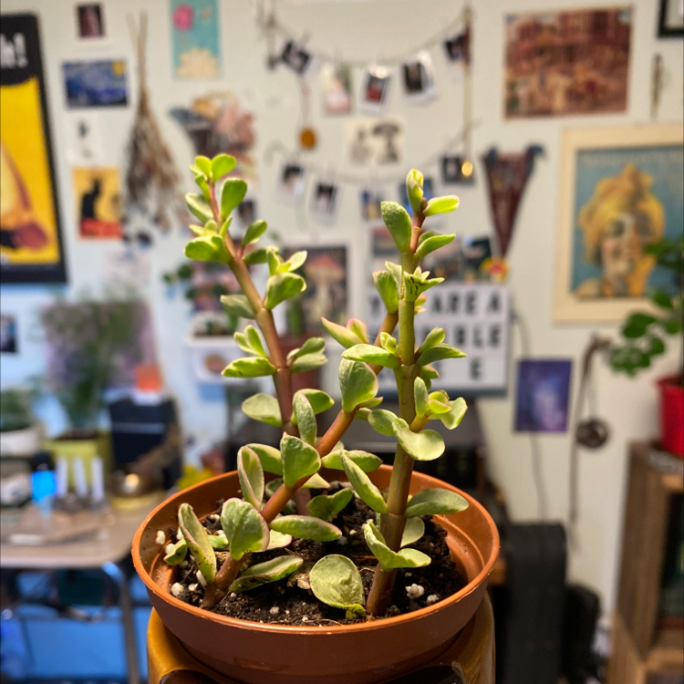 Elephant Bush plant photo by @Rat__teeth named Nemo on Greg, the plant care app.