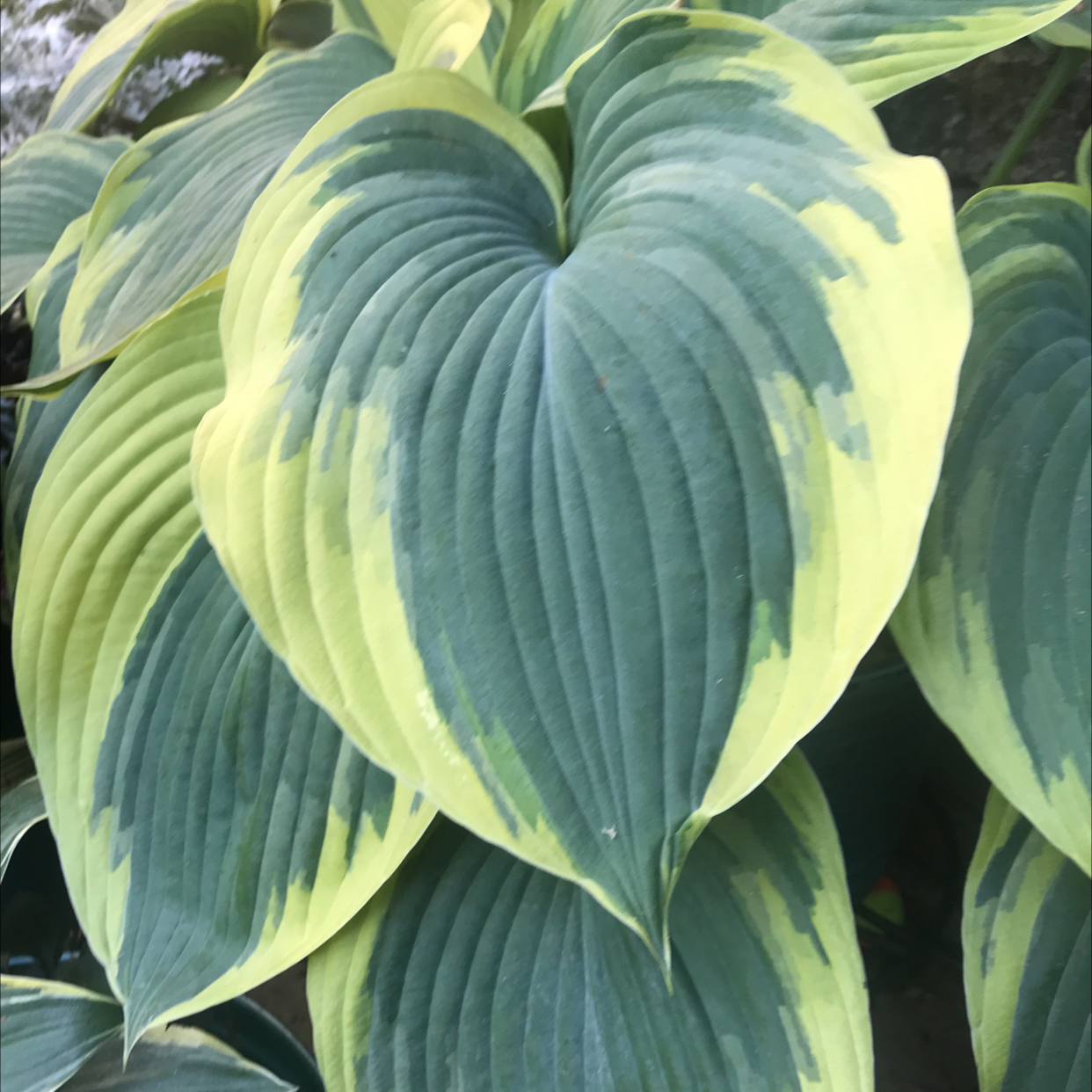 Close-up of a Siebold's Plantain Lily with variegated green and yellow leaves.