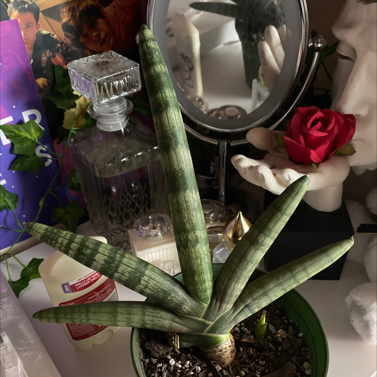 Starfish Snake Plant (Sansevieria cylindrica) in a pot with visible soil, well-framed and in focus.