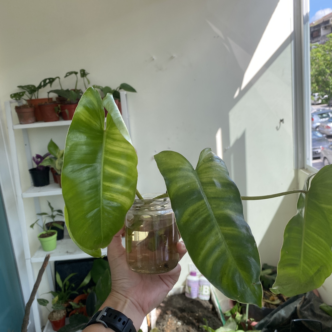 Burle Marx Variegata plant held in a jar of water, with healthy variegated leaves.
