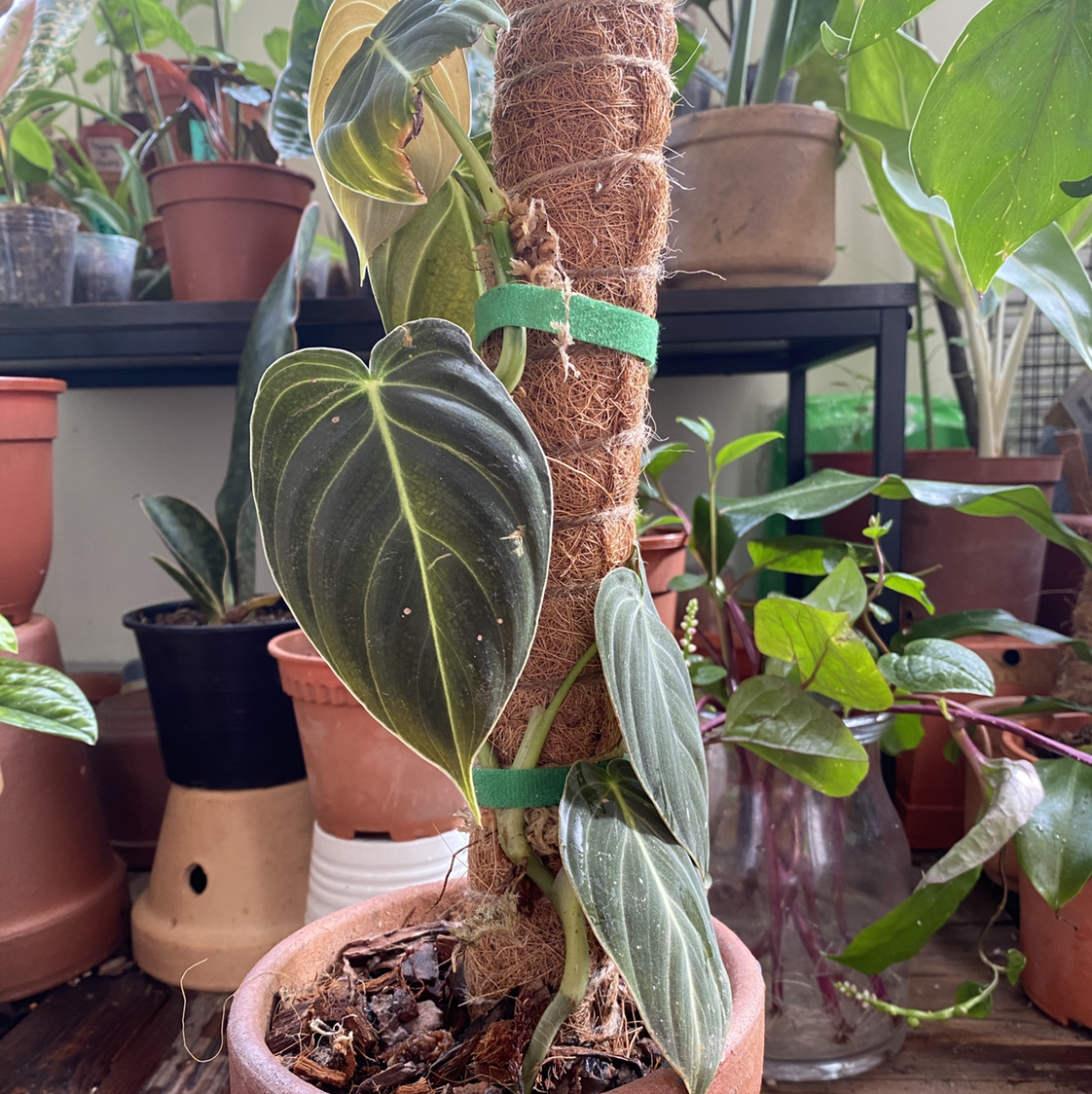Photo of the plant species Philodendron Melanochrysum by @Vivien named Your plant on Greg, the plant care app
