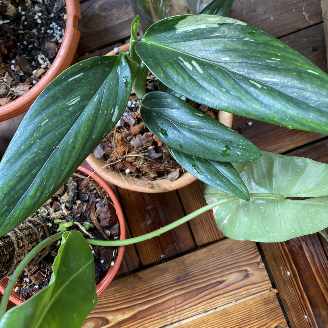 Monstera Cobra plant with healthy leaves in a pot. Soil is visible.