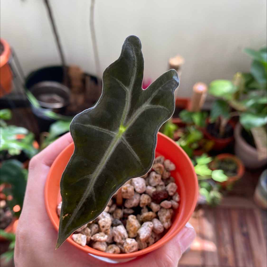 Kris Plant (Alocasia sanderiana) in a small pot held by a hand, with multiple plants in the background.