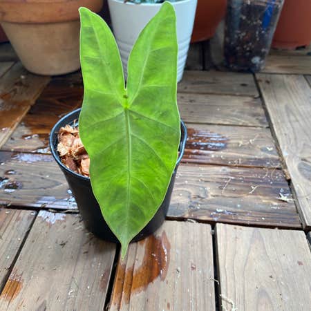 Photo of the plant species Alocasia longiloba by @Vivien named Your plant on Greg, the plant care app