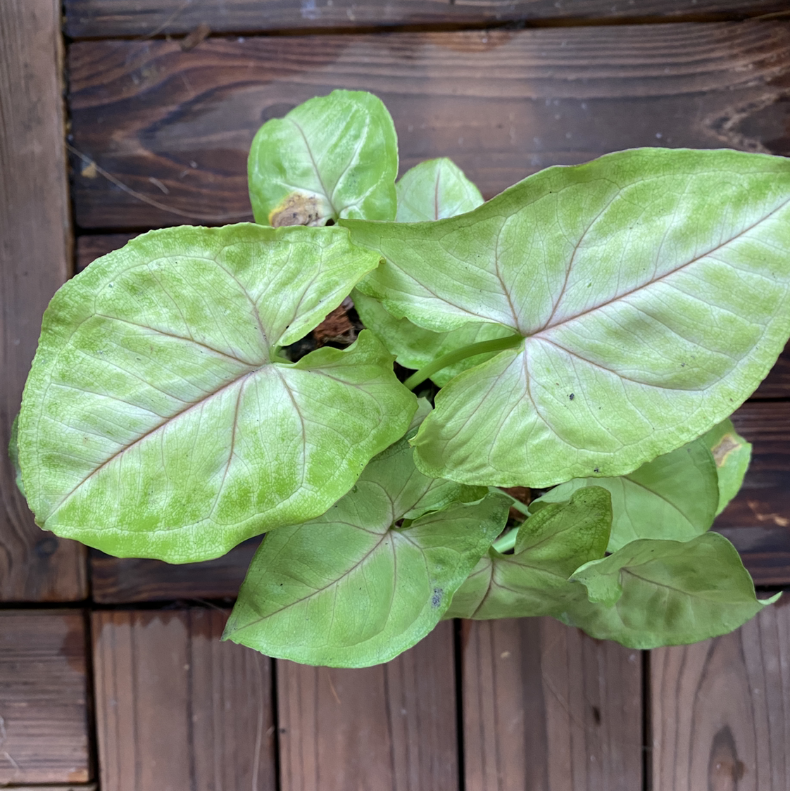 Photo of the plant species Syngonium 'Bright Allusion' by @Vivien named Your plant on Greg, the plant care app