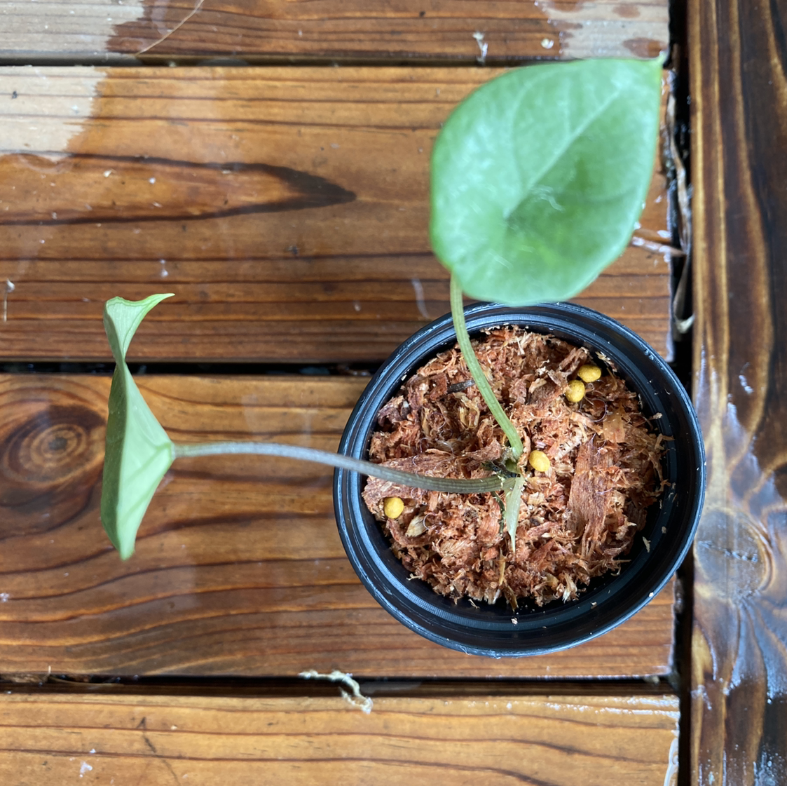 Young Alocasia Scalprum plant in a small pot with visible soil on a wooden surface.