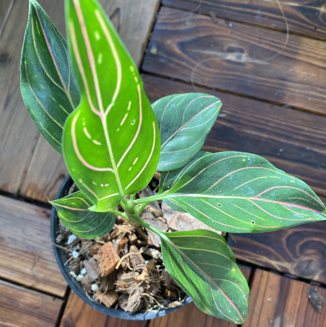 Photo of the plant species Chocolate Aglaonema by @Vivien named Your plant on Greg, the plant care app