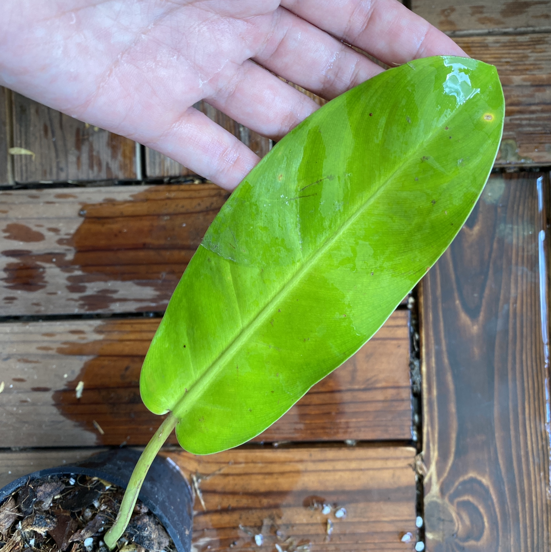 A healthy leaf of a Philodendron 'Thai Sunrise' plant held by a hand, with soil partially visible.