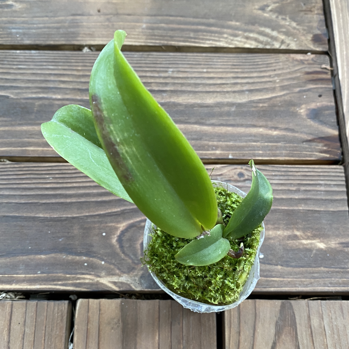 Plant care for Cattlianthe Rojo on Greg, the plant care app