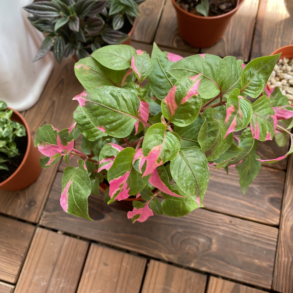 Photo of the plant species Party Time Alternanthera by @Vivien named Lucille Ball on Greg, the plant care app