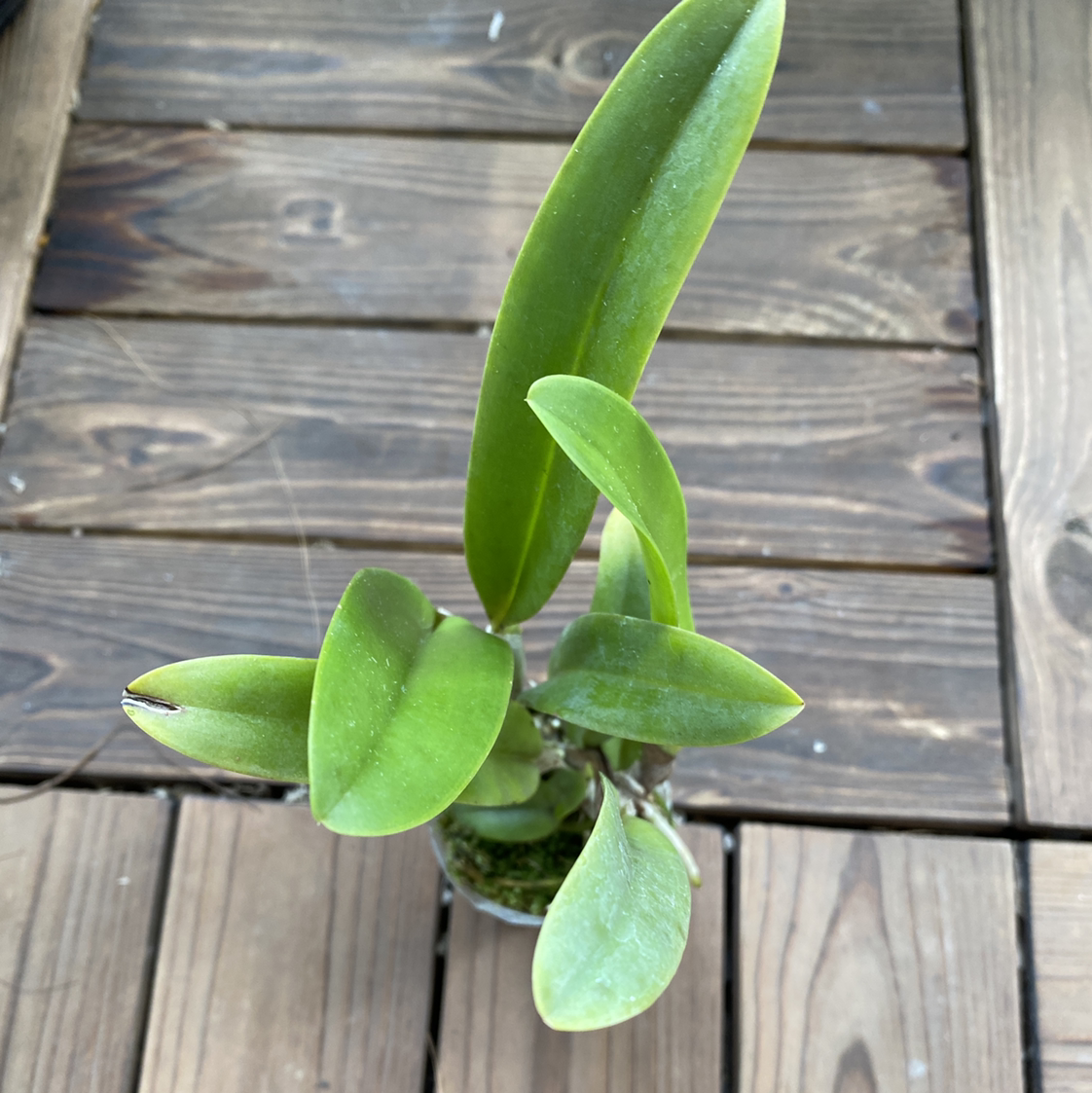 Photo of the plant species Cattlianthe 'Sagarik Wax' by @Vivien named Your plant on Greg, the plant care app