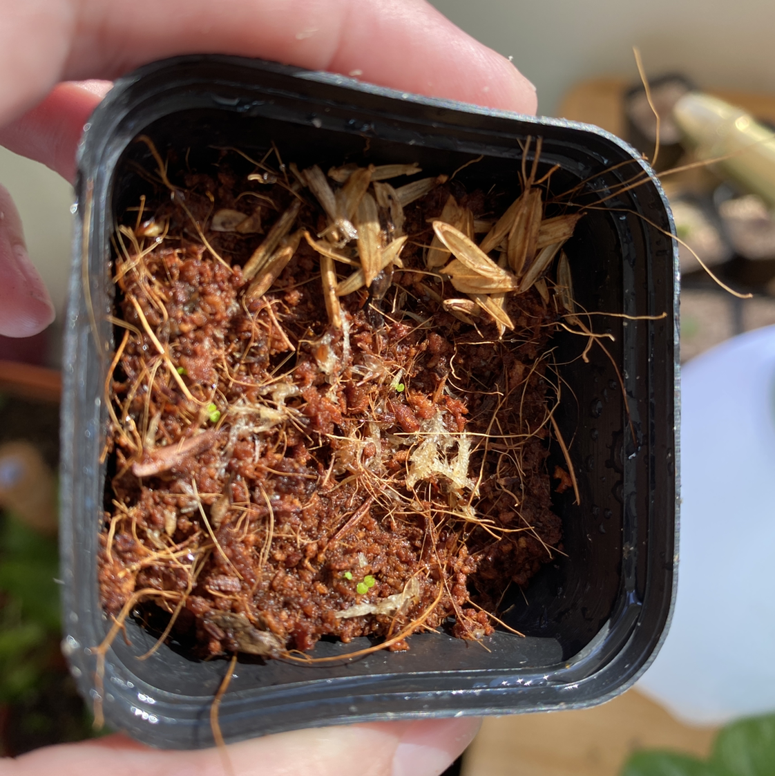 Small potted Painted-leaf Begonia with visible soil and emerging green shoots.