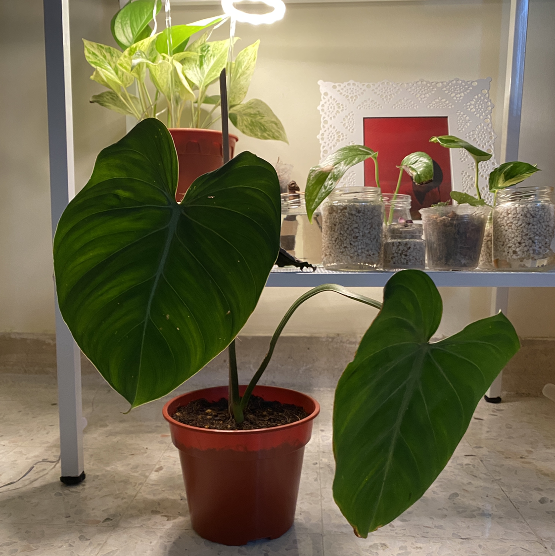 Philodendron gloriosum plant in a red pot with large, healthy leaves.