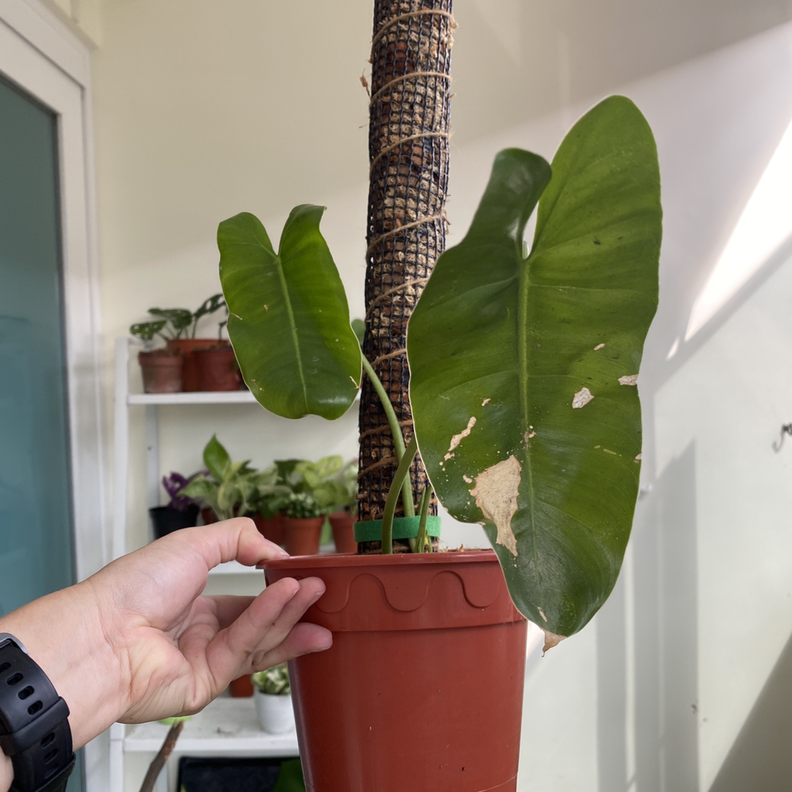 Potted Burle Marx plant with large green leaves, supported by a stake. Visible leaf damage and other plants in the background.