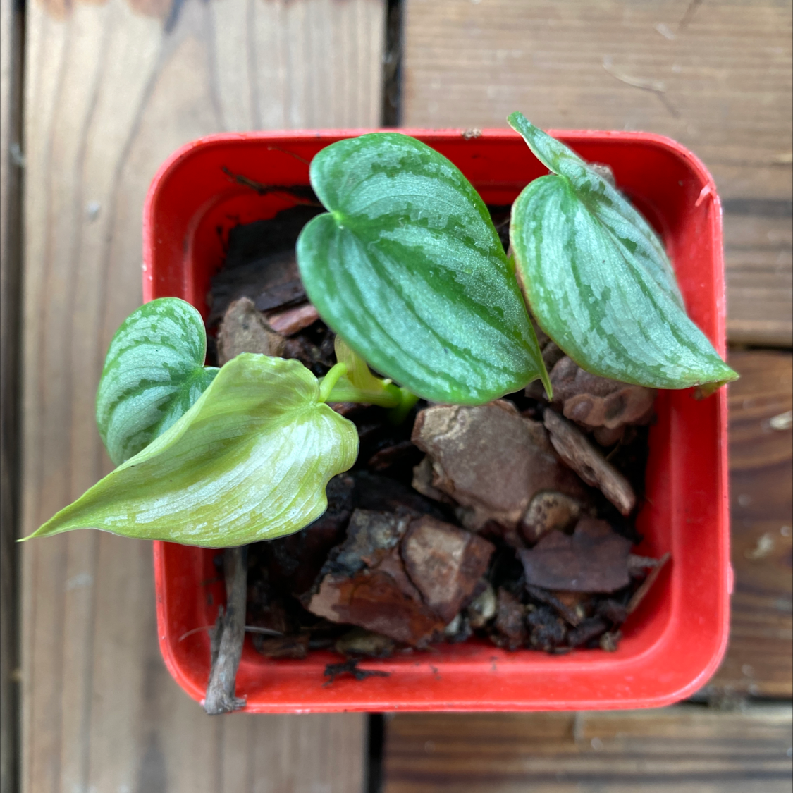 Silver Leaf Philodendron plant in a red pot with visible soil and slight yellowing on one leaf.