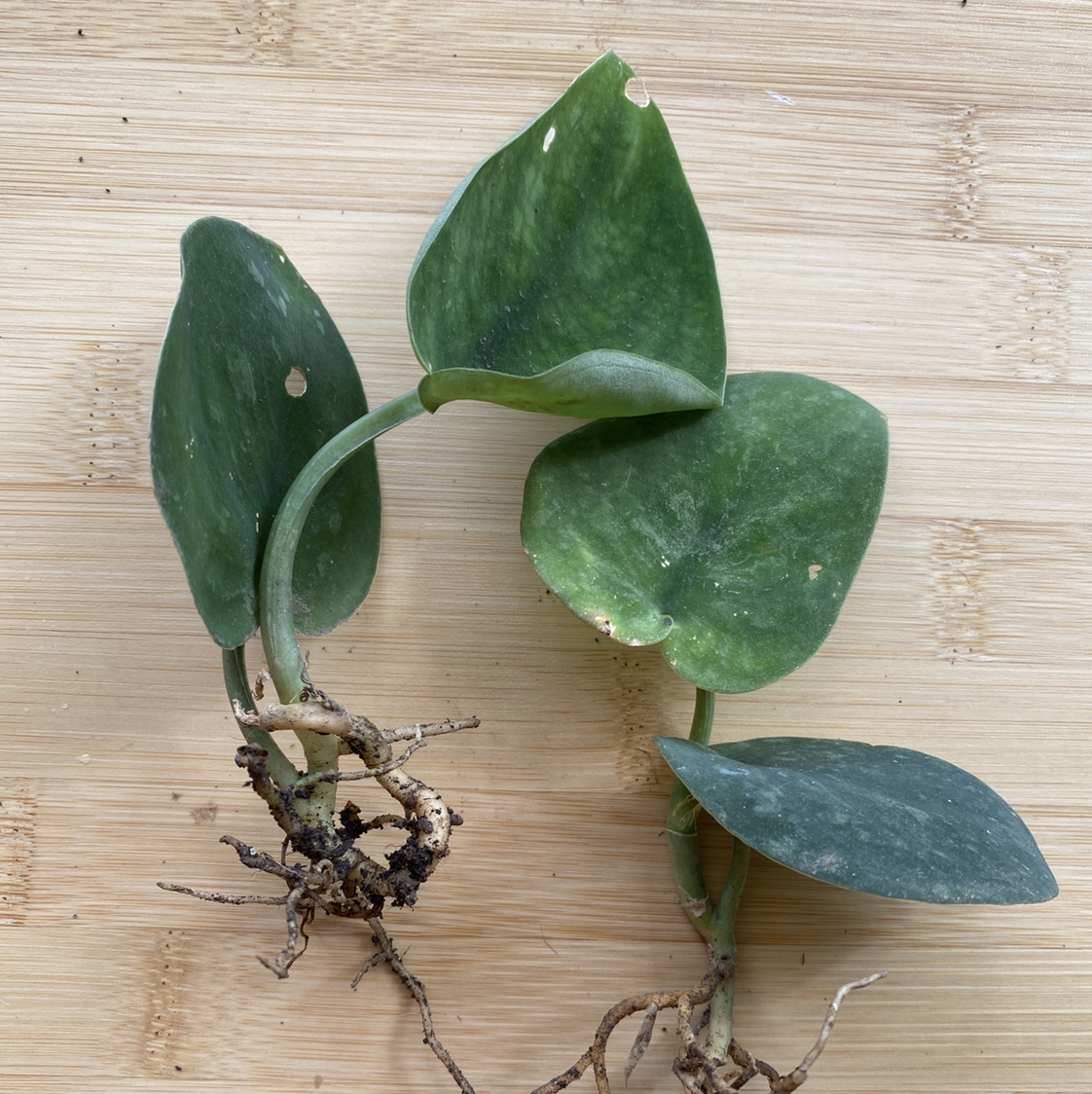 Jade Satin Pothos plant with green leaves and visible roots on a wooden surface.