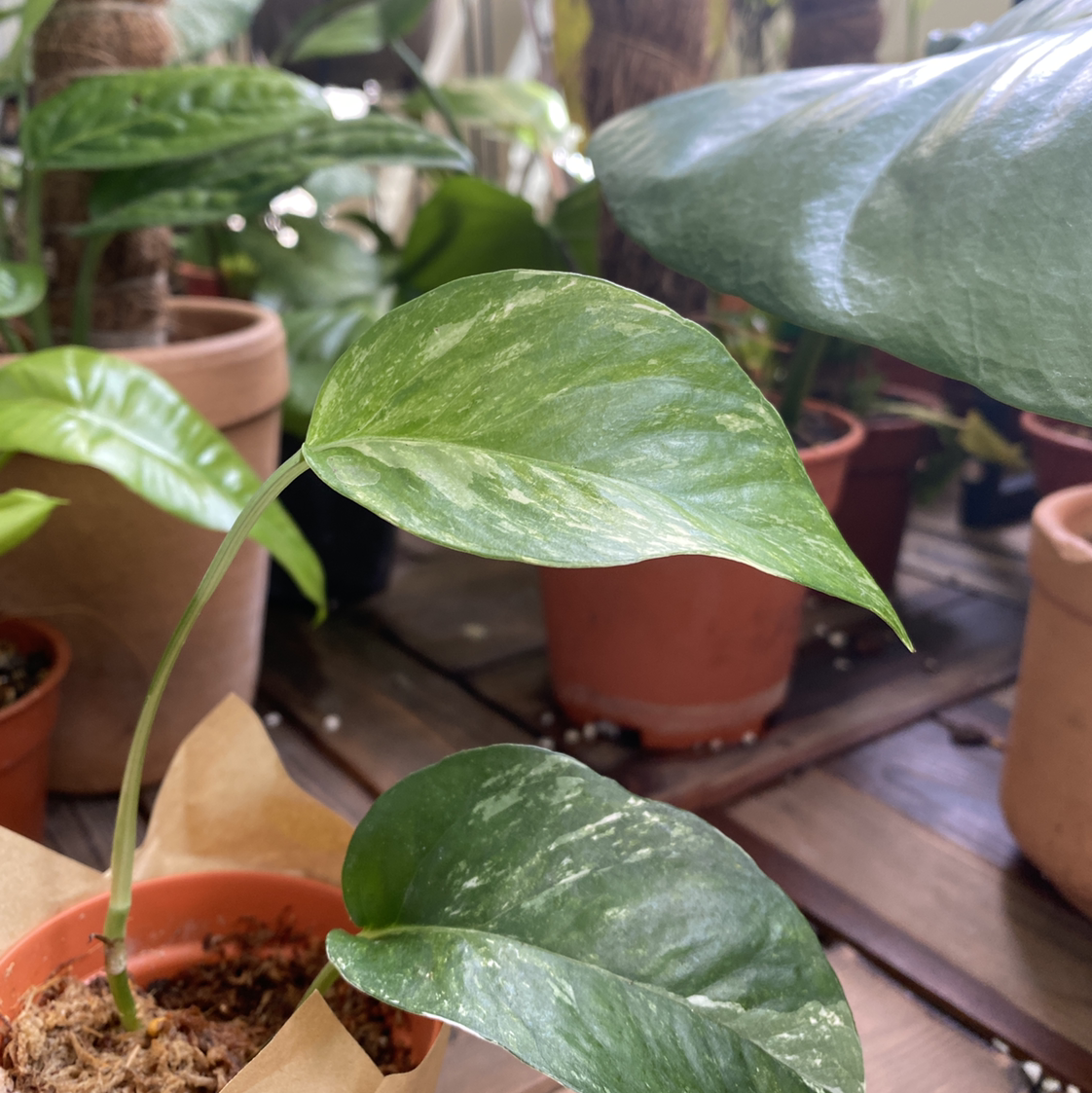Albo Epipremnum Pinnatum plant with variegated leaves in a pot, surrounded by other plants.