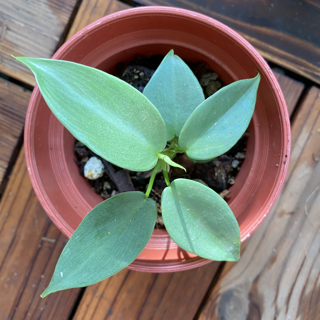 Horsehead Philodendron in a small pot with healthy green leaves and visible soil.