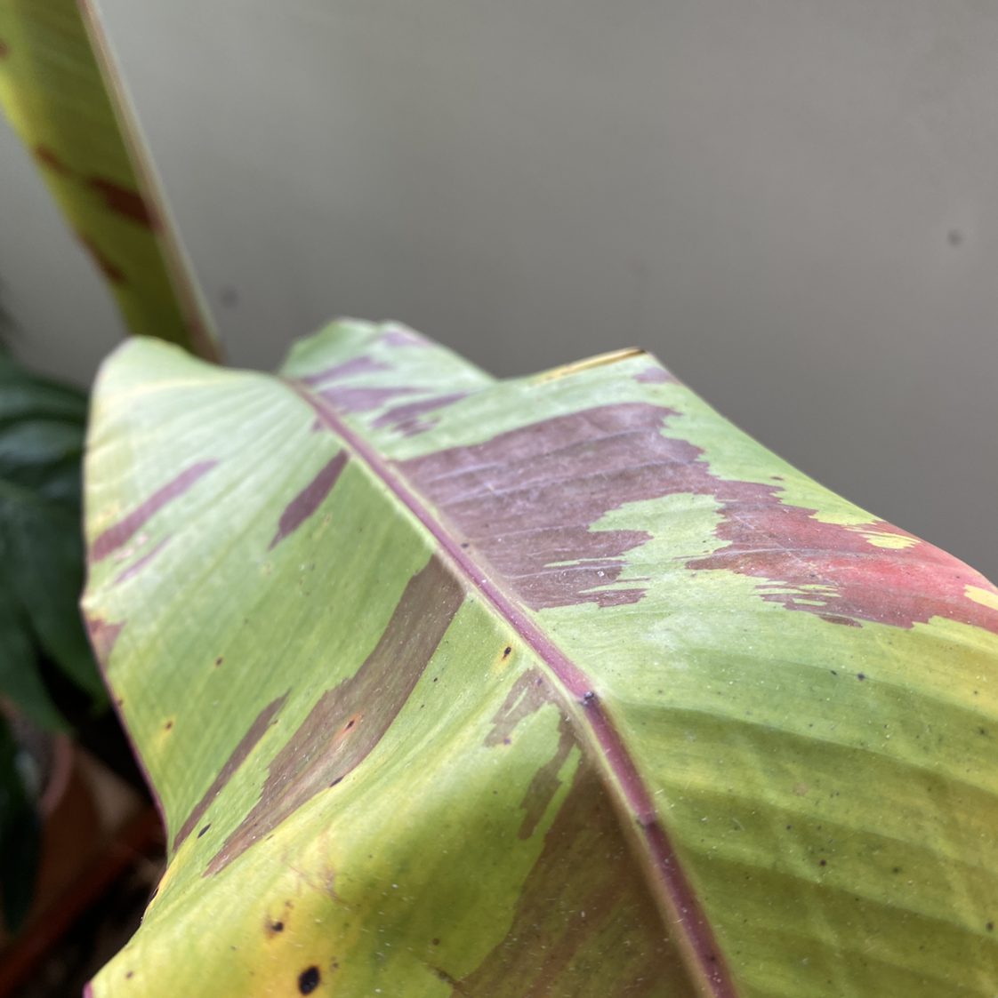 Photo of the plant species Blood Banana by @Vivien named Your plant on Greg, the plant care app