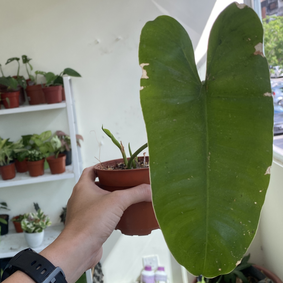 Photo of the plant species Burle Marx by @Vivien named BM 02 on Greg, the plant care app
