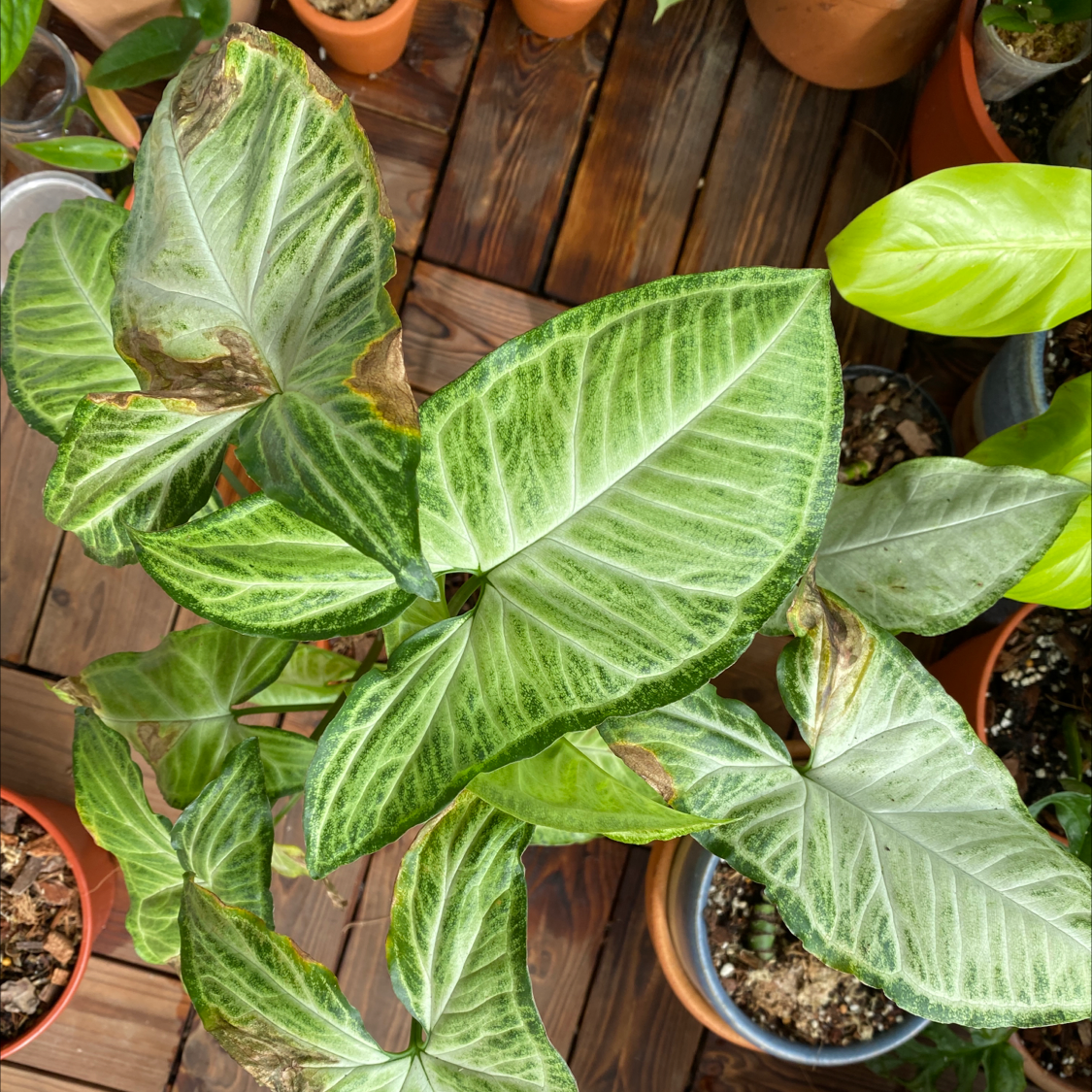 Syngonium 'White Butterfly' plant with variegated leaves, some browning at edges, potted on wooden surface.
