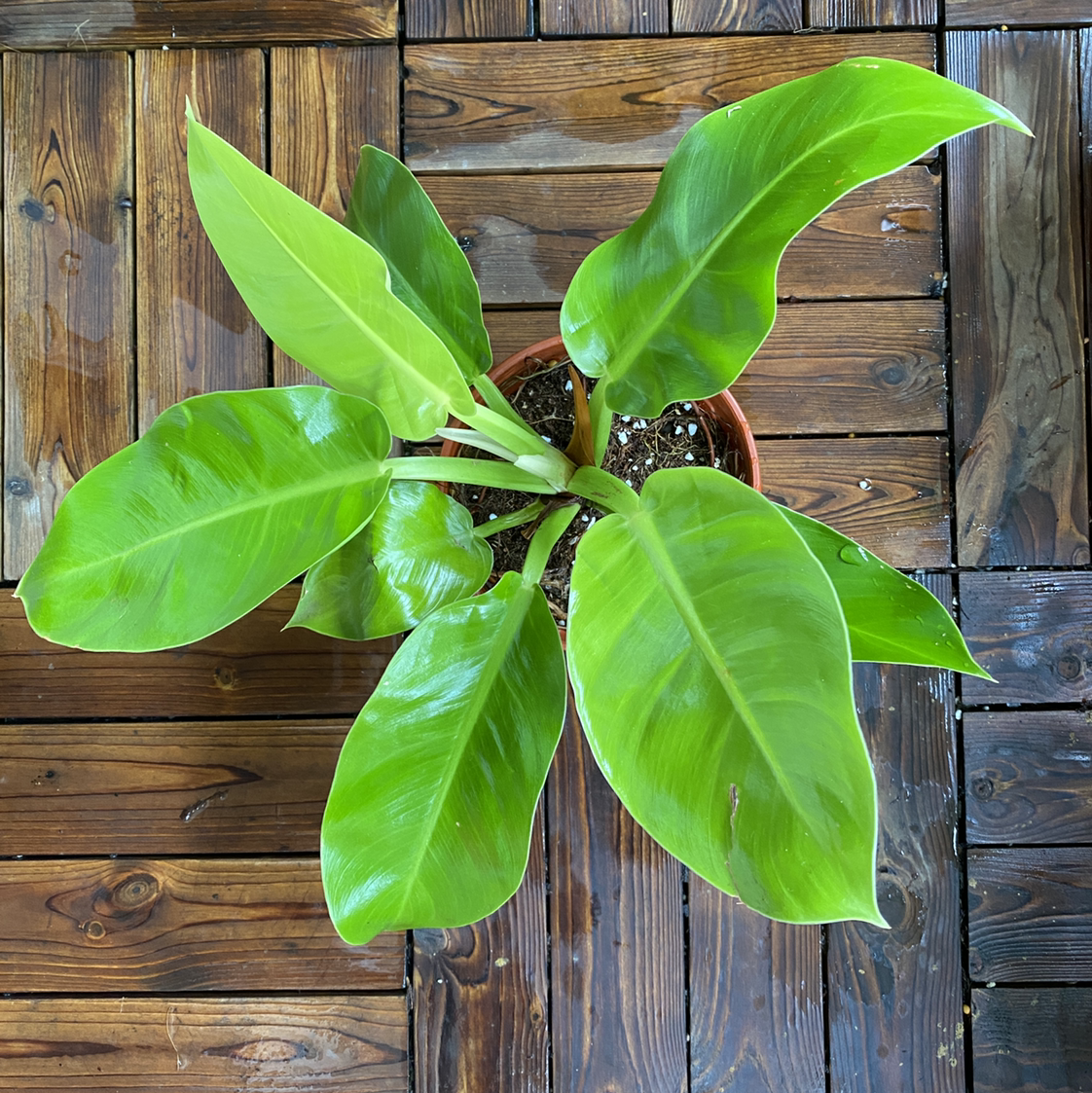 Photo of the plant species Philodendron 'Moonlight' by @Vivien named Luna on Greg, the plant care app