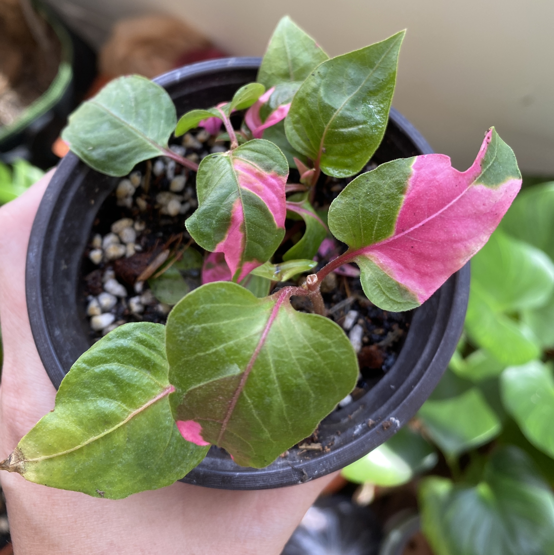 Photo of the plant species Party Time Alternanthera by @Vivien named Your plant on Greg, the plant care app