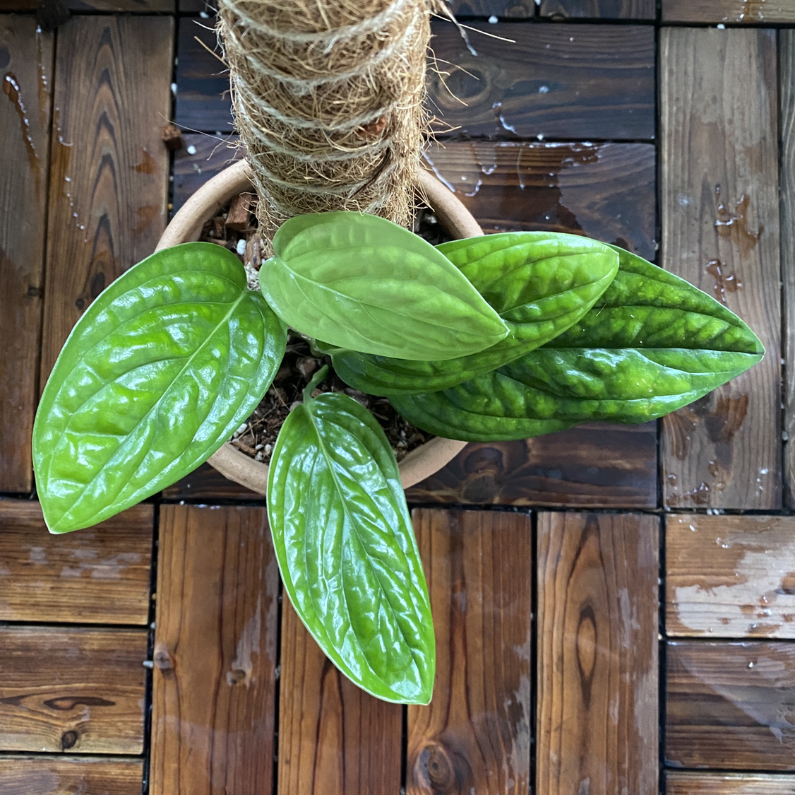 Monstera pinnatipartita plant with healthy green leaves, supported by a moss pole.