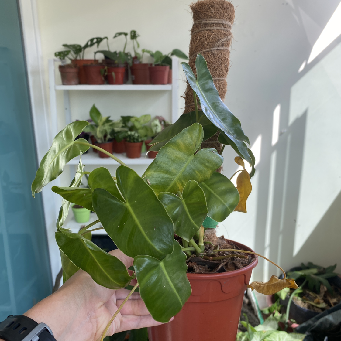 Philodendron Burle Marx plant with yellowing and browning leaves, held by a hand.