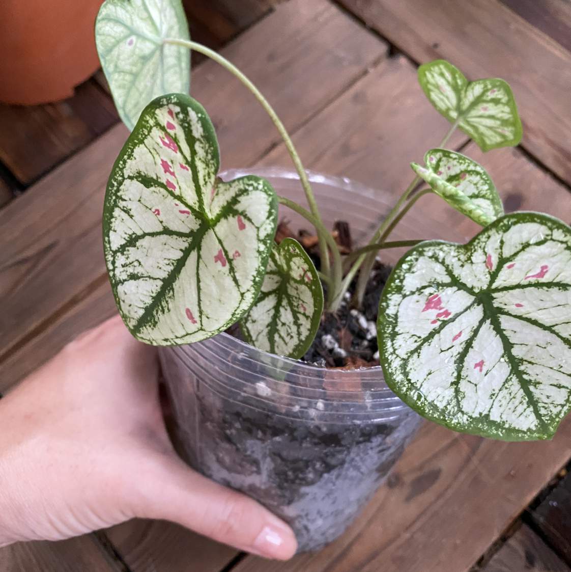 Photo of the plant species Caladium 'Cranberry Star' by @Vivien named Your plant on Greg, the plant care app