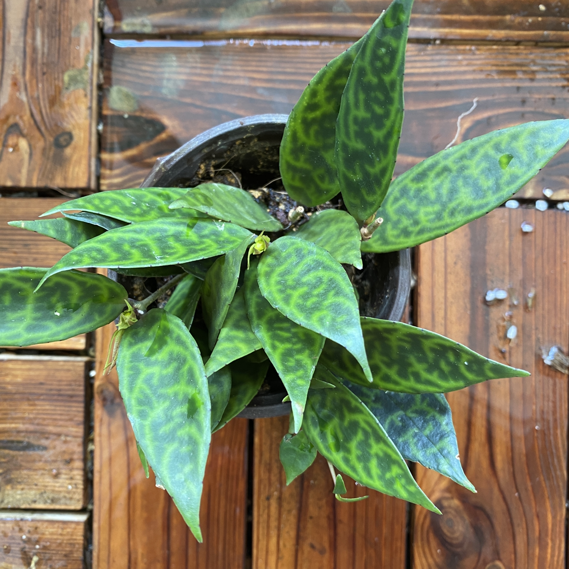 Black Pagoda Lipstick Plant in a pot with distinctive patterned leaves.