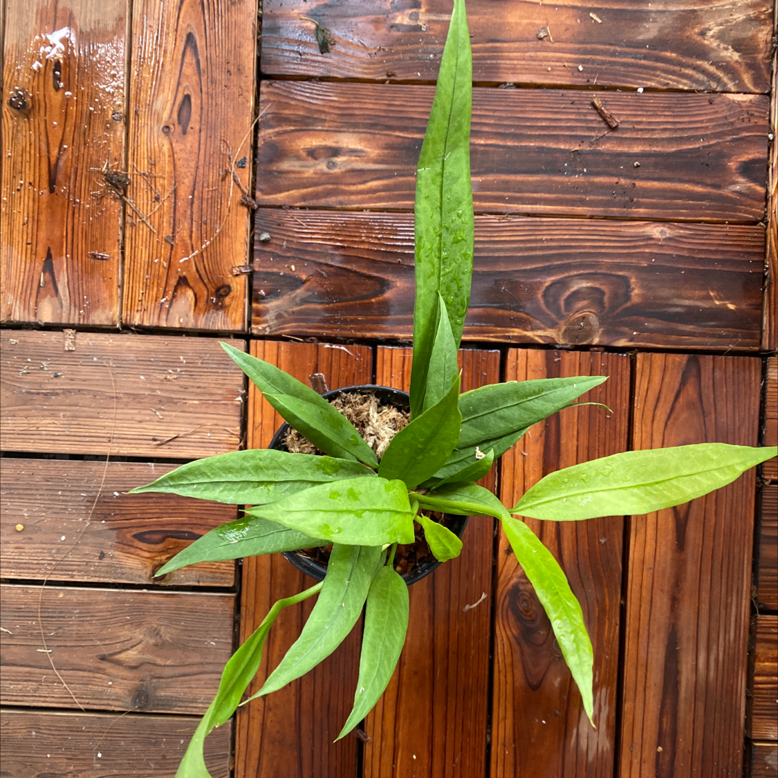 Potted Anthurium vittariifolium plant with elongated green leaves on a wooden surface.