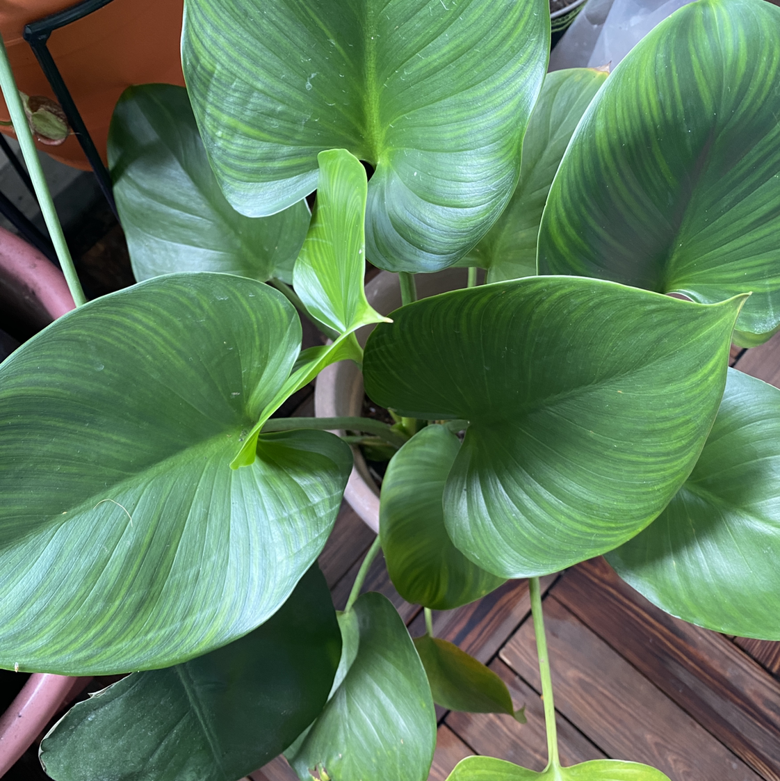 Homalomena 'Emerald Gem' plant with large, glossy green leaves.