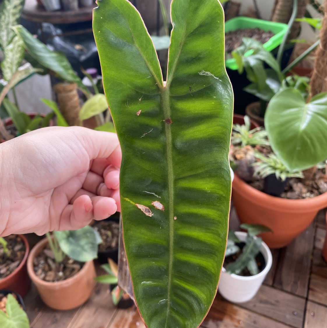 Philodendron billietiae leaf held by a hand, with multiple potted plants in the background.
