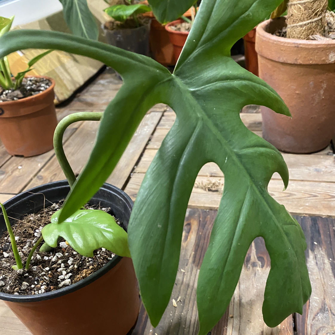 Philodendron mayoi plant in a pot with healthy green leaves.