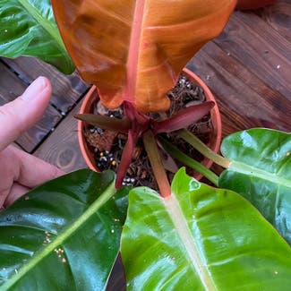 Philodendron Prince of Orange plant in Petaling Jaya, Selangor