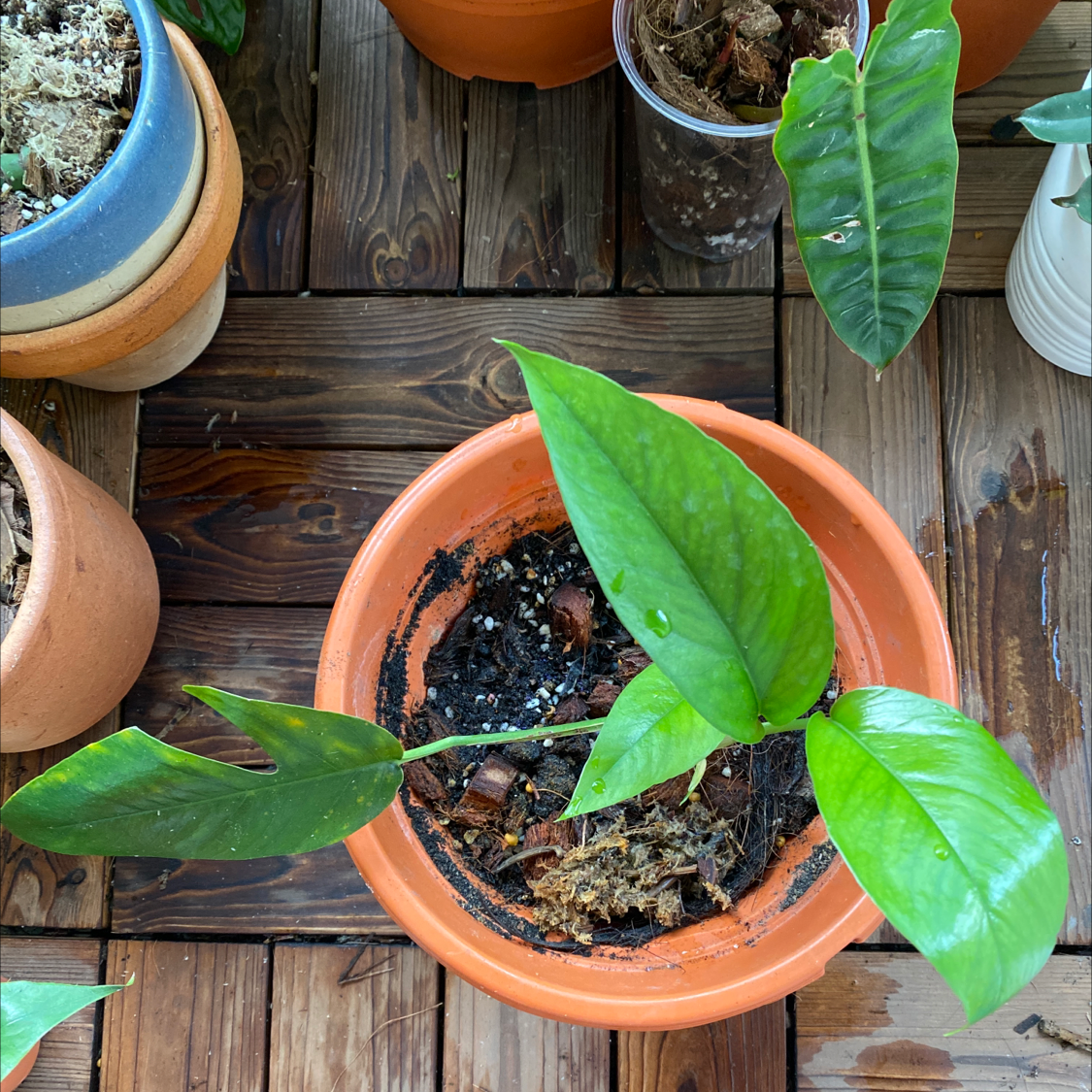 Photo of the plant species Dragon Tail Plant by @Vivien named Dragon Tail 04 on Greg, the plant care app