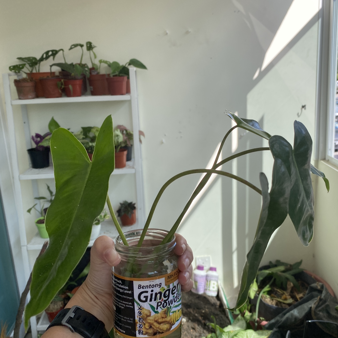Burle Marx Variegata plant held in a jar labeled 'Ginger Powder' with other plants in the background.