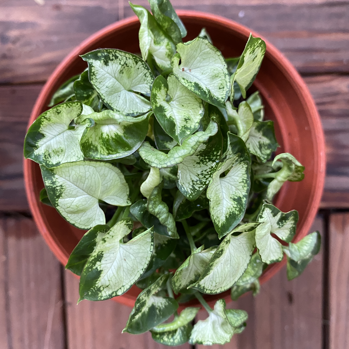 Syngonium Pixie plant in a pot with healthy green and white variegated leaves.