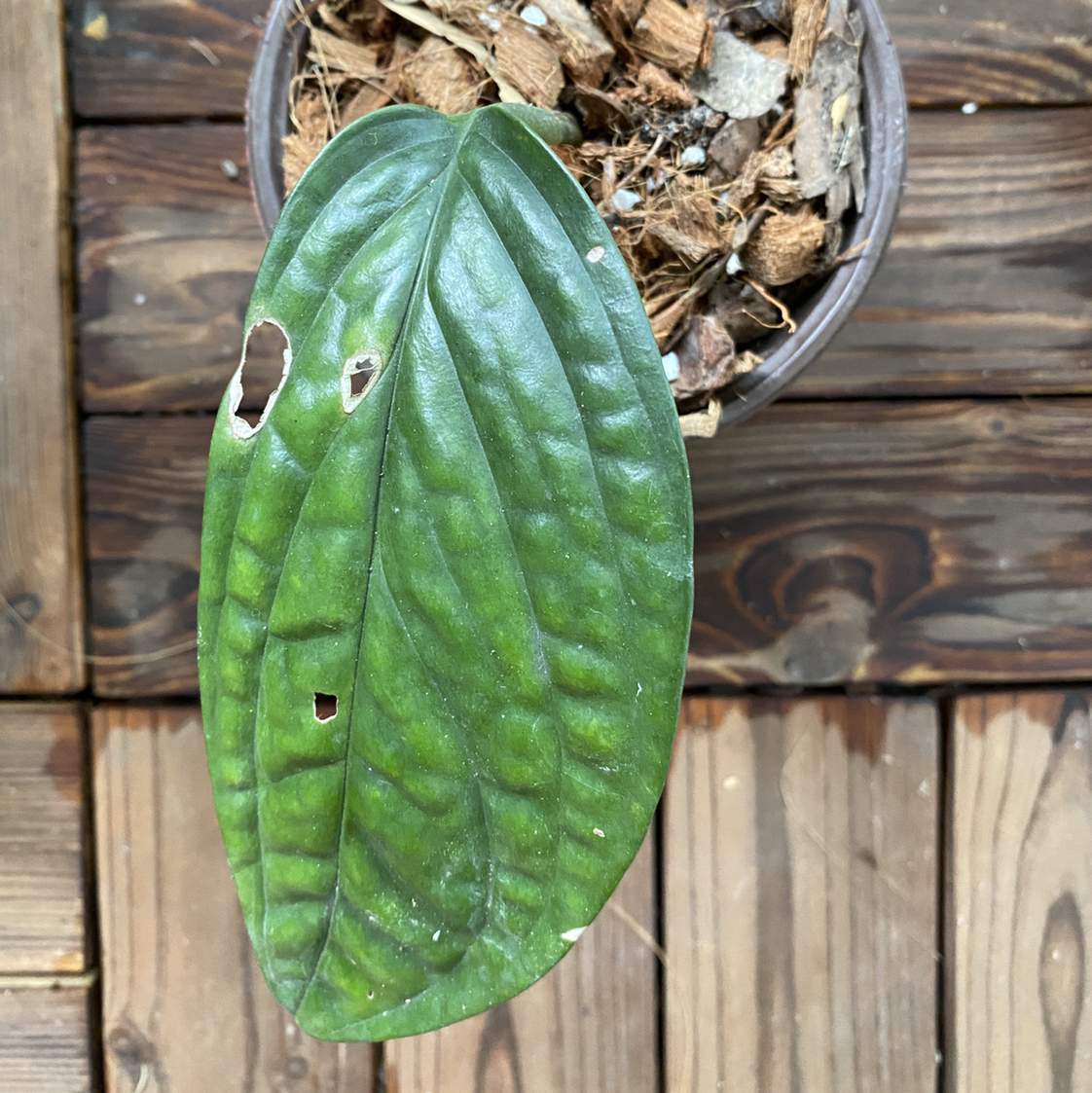 Monstera pinnatipartita leaf with a few holes, potted with visible soil.