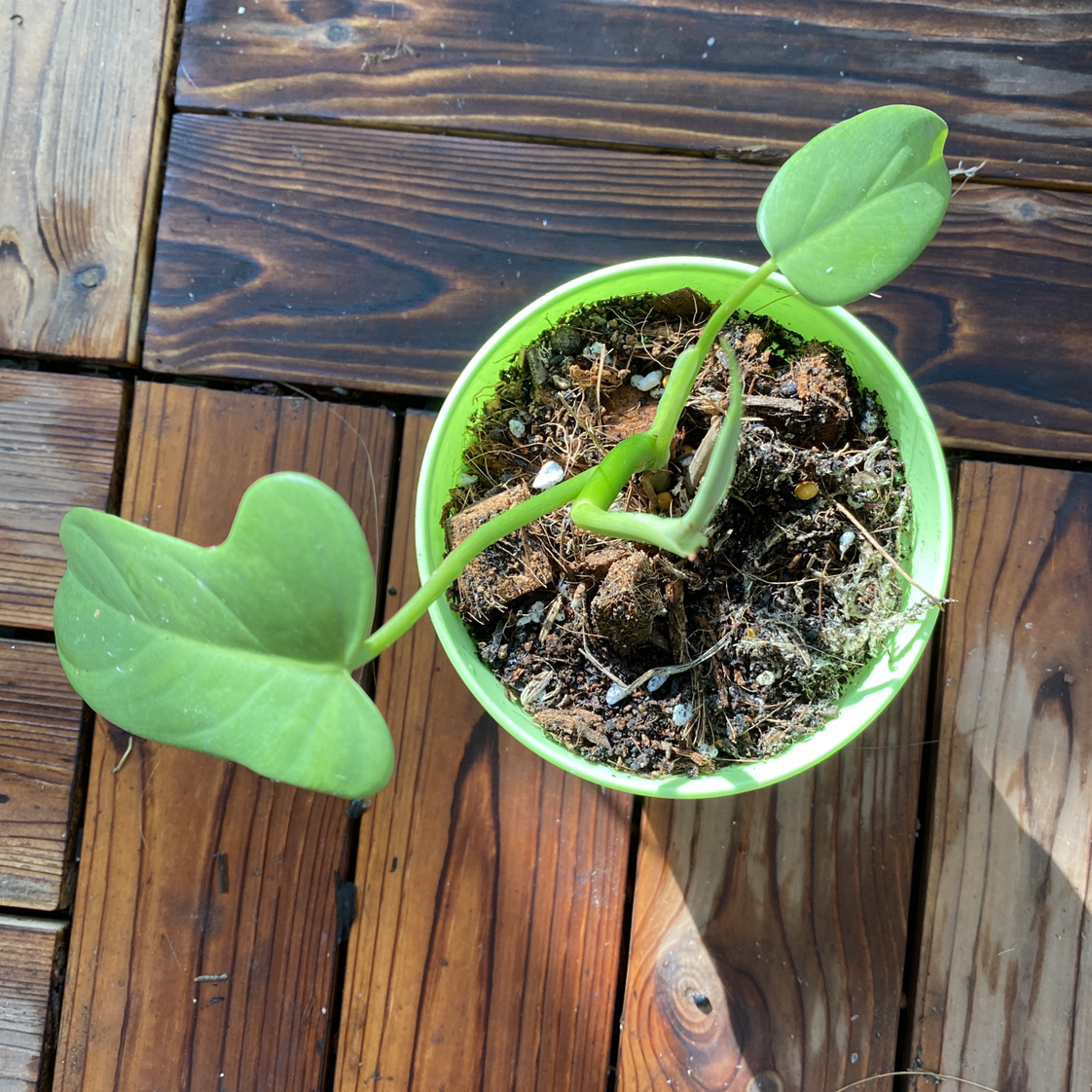 Horsehead Philodendron in a green pot on a wooden surface, with visible soil and healthy leaves.