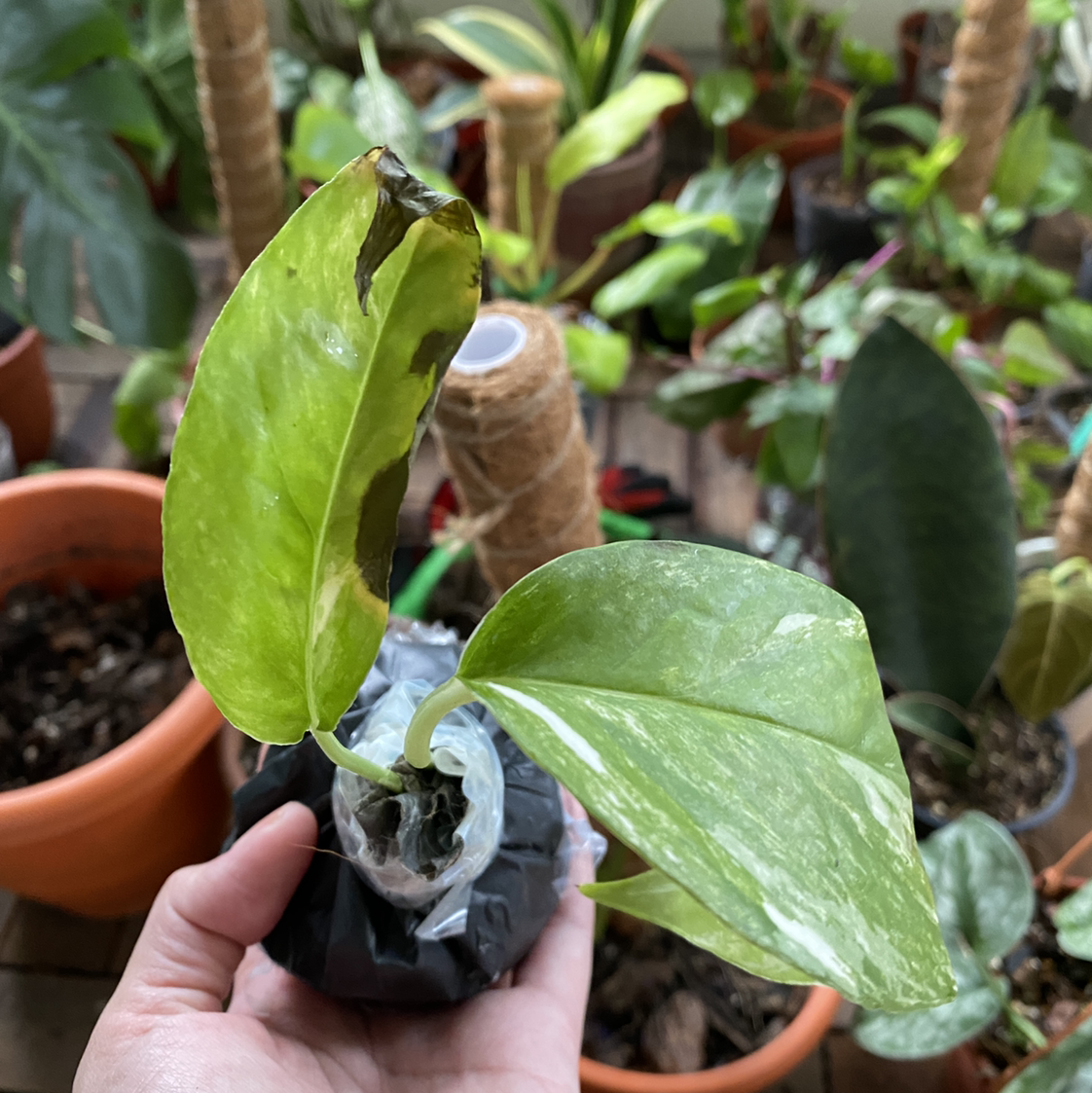 Albo Epipremnum Pinnatum plant with one damaged leaf and one healthy leaf, held by a hand.