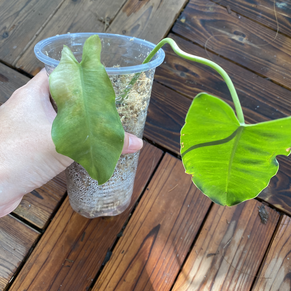 Burle Marx Variegata plant in a clear plastic cup with visible soil and one yellowing leaf.
