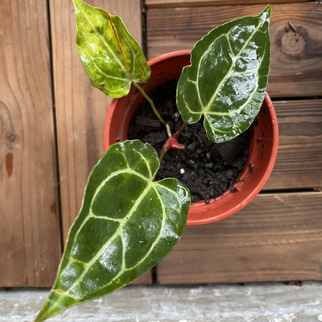 Crystal Anthurium plant in a red pot with glossy leaves and visible soil.